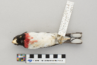 Pheucticus ludovicianus image