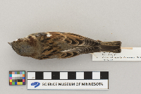 Passer domesticus image