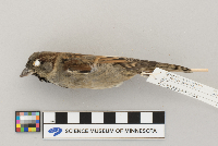 Passer domesticus image