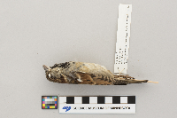 Passer domesticus image