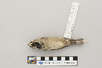 Passer domesticus image