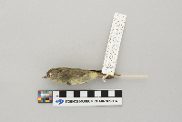 Vermivora celata image