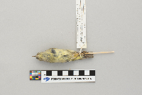 Vermivora celata image