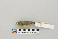 Vermivora celata image