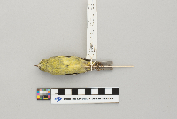 Vermivora celata image