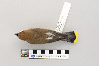 Bombycilla cedrorum image