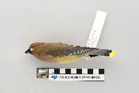 Bombycilla cedrorum image