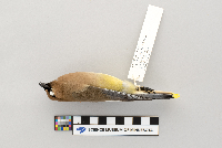 Bombycilla cedrorum image