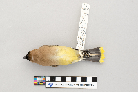 Bombycilla cedrorum image