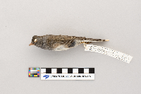 Junco hyemalis image