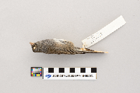Junco hyemalis image