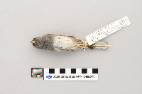 Junco hyemalis image