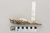 Melospiza melodia image