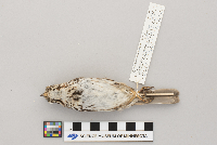 Melospiza melodia image