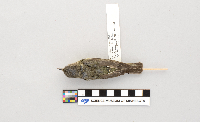 Vireo philadelphicus image