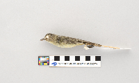 Vireo philadelphicus image