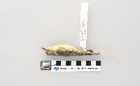 Vireo philadelphicus image