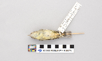Vireo philadelphicus image