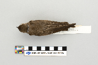 Stelgidopteryx serripennis image