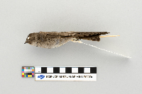 Stelgidopteryx serripennis image