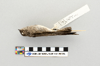 Stelgidopteryx serripennis image