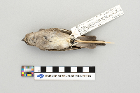 Stelgidopteryx serripennis image