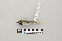Vermivora chrysoptera image