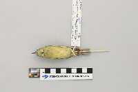 Thumbnail image of current specimen