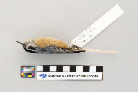 Sitta canadensis image