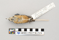 Sitta canadensis image