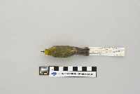 Vermivora pinus image