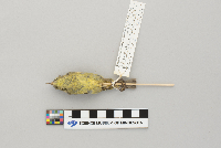 Vermivora celata image