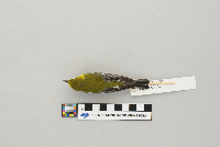 Dendroica virens image