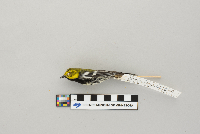 Dendroica virens image