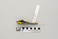 Dendroica virens image