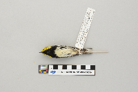 Dendroica virens image