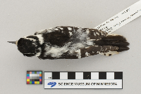 Picoides pubescens image