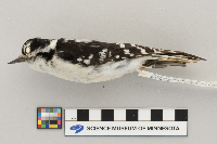 Picoides pubescens image