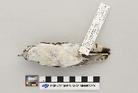 Picoides pubescens image