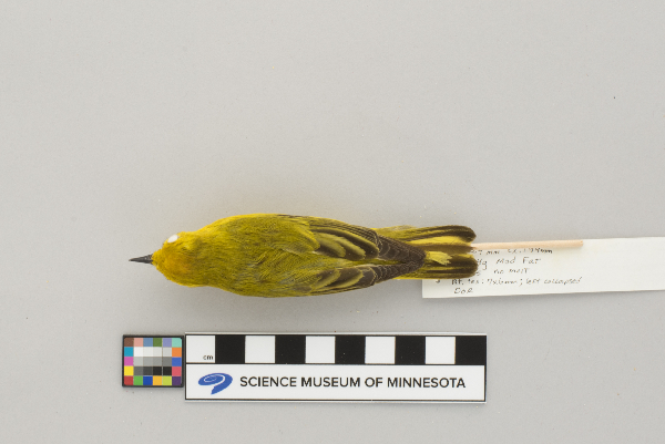 Dendroica petechia image