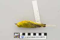 Dendroica petechia image