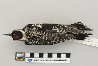 Sphyrapicus varius image
