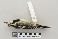 Sphyrapicus varius image
