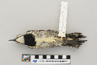 Sphyrapicus varius image