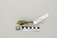 Dendroica virens image