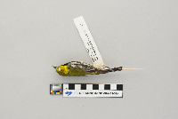 Dendroica virens image