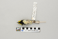 Dendroica virens image