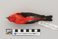 Piranga olivacea image