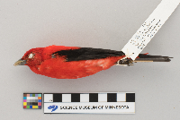 Piranga olivacea image