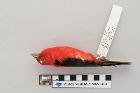 Thumbnail image of current specimen